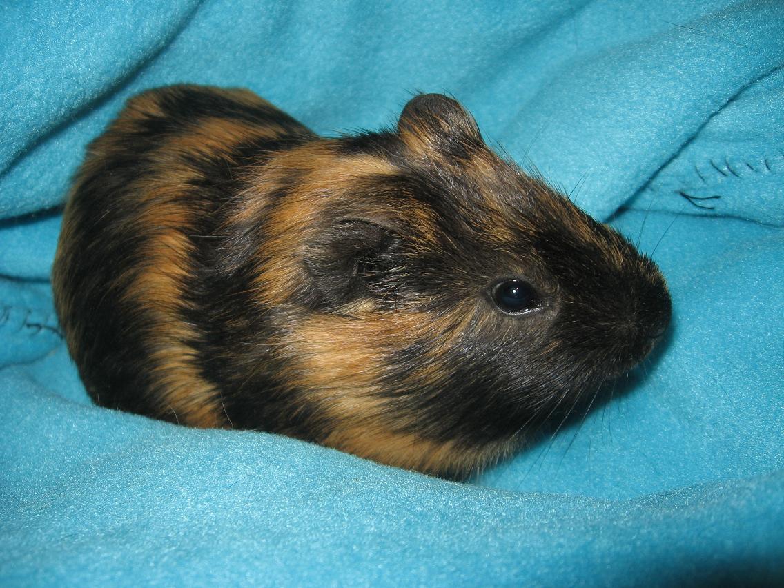 Biscuit